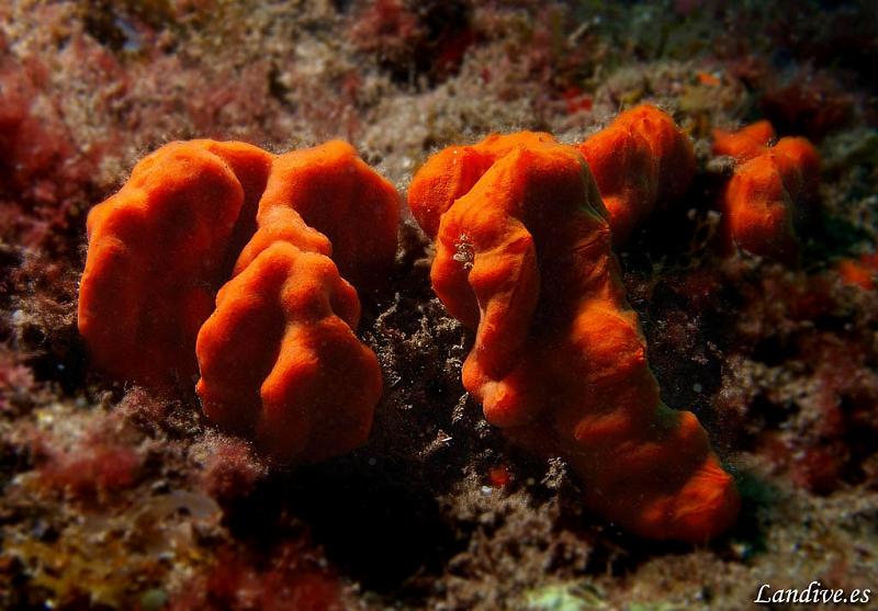 Esponja.jpg - OLYMPUS DIGITAL CAMERA